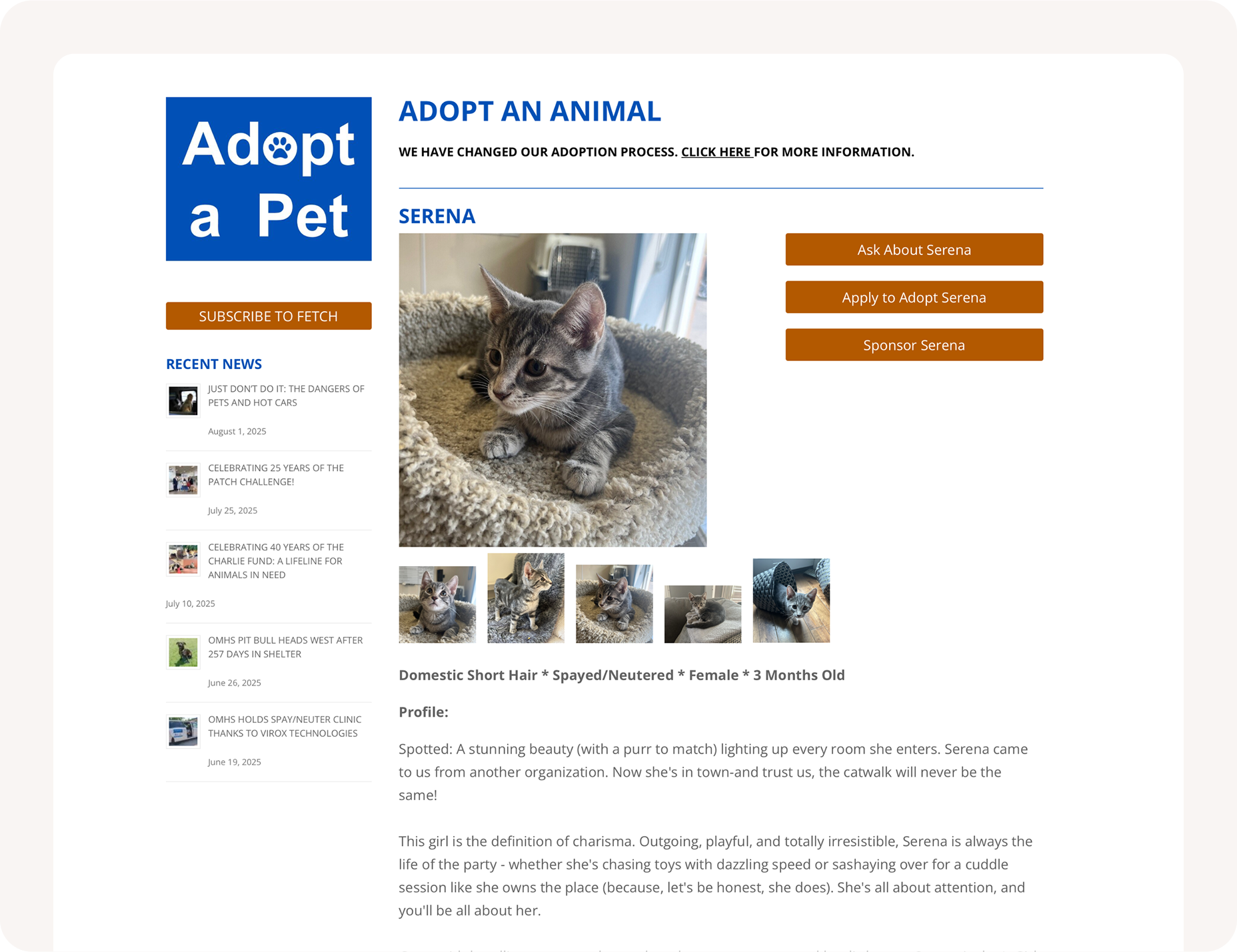Example shelter pet listing
